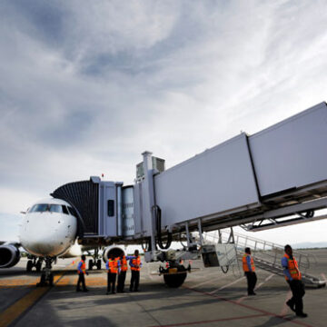 Decomisan camaleones en aeropuerto de Querétaro