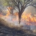 Opinión no Pedida: Deforestación Rapaz