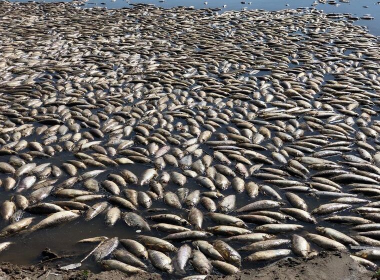 Peces muertos en bordo de Cerro Gordo