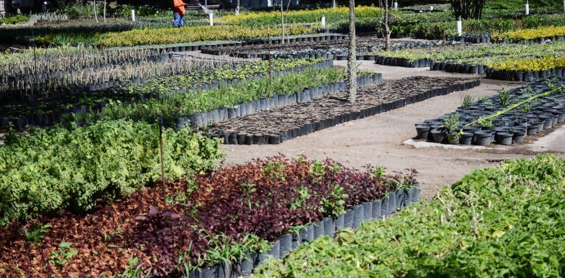 Produce Vivero Municipal más de 200 especies al año