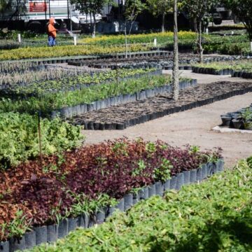 Produce Vivero Municipal más de 200 especies al año