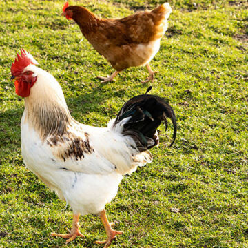 Apoya SEDIF con gallineros y huertos de traspatio en Pinal de Amoles